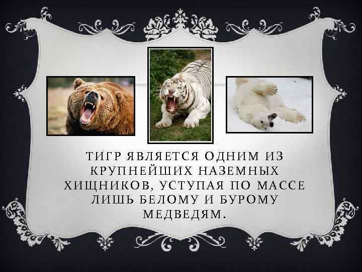 ТИГР ЯВЛЯЕТСЯ ОДНИМ ИЗ КРУПНЕЙШИХ НАЗЕМНЫХ ХИЩНИКОВ, УСТУПАЯ ПО МАССЕ ЛИШЬ БЕЛОМУ И БУРОМУ
