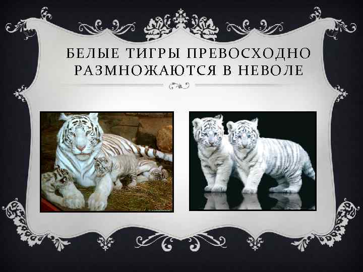 БЕЛЫЕ ТИГРЫ ПРЕВОСХОДНО РАЗМНОЖАЮТСЯ В НЕВОЛЕ 