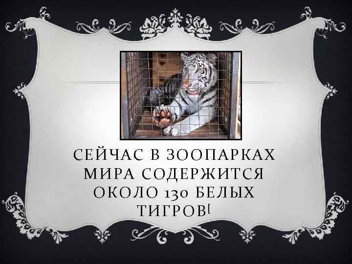 СЕЙЧАС В ЗООПАРКАХ МИРА СОДЕРЖИТСЯ ОКОЛО 130 БЕЛЫХ ТИГРОВ [ 
