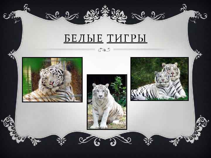 БЕЛЫЕ ТИГРЫ 