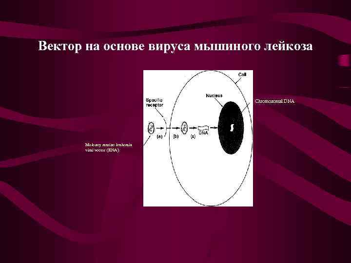 Вектор на основе вируса мышиного лейкоза Chromosomal DNA Moloney murine leukemia viral vector (RNA)