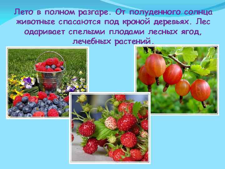 Лето в полном разгаре. От полуденного солнца животные спасаются под кроной деревьях. Лес одаривает