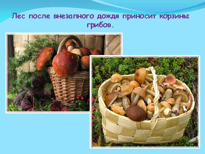 Лес после внезапного дождя приносит корзины грибов. 