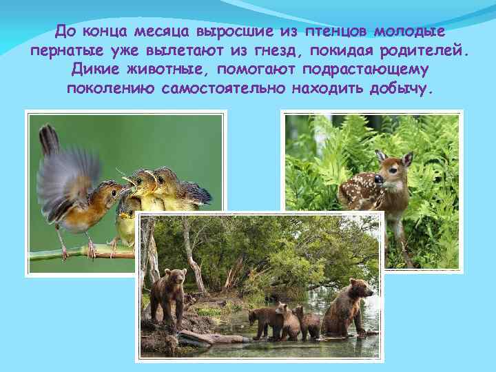 До конца месяца выросшие из птенцов молодые пернатые уже вылетают из гнезд, покидая родителей.