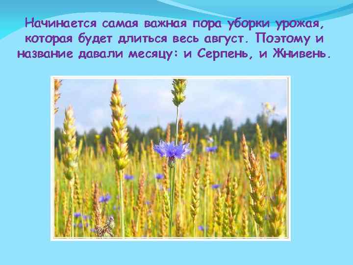 Начинается самая важная пора уборки урожая, которая будет длиться весь август. Поэтому и название