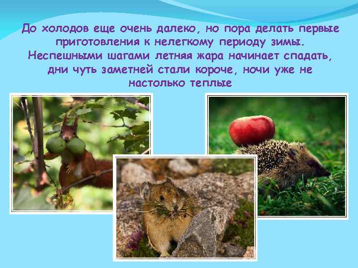 До холодов еще очень далеко, но пора делать первые приготовления к нелегкому периоду зимы.