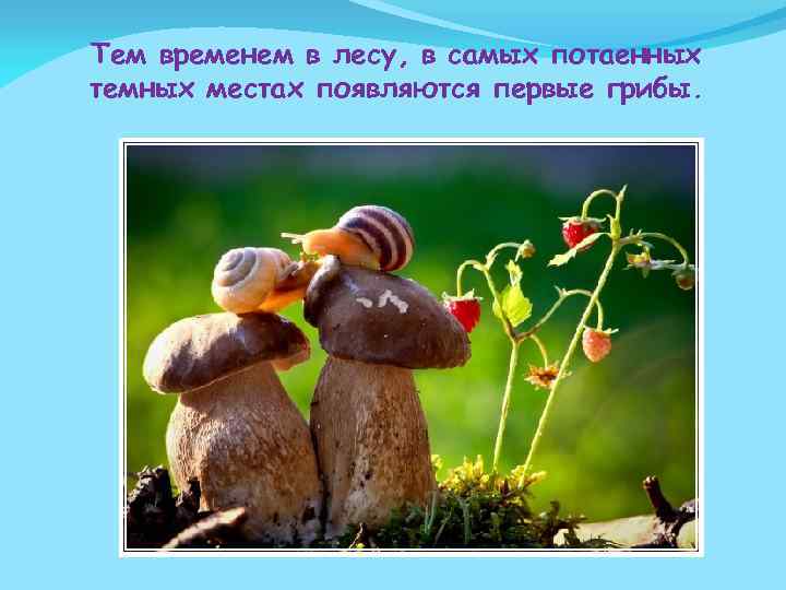 Тем временем в лесу, в самых потаенных темных местах появляются первые грибы. 