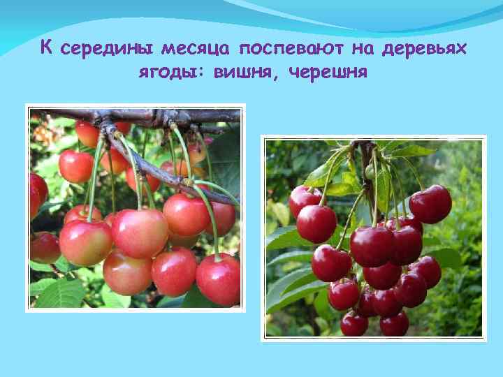 К середины месяца поспевают на деревьях ягоды: вишня, черешня 