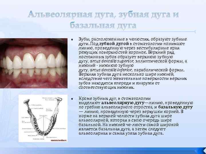 Альвеолярная дуга, зубная дуга и базальная дуга Зубы, расположенные в челюстях, образуют зубные дуги.