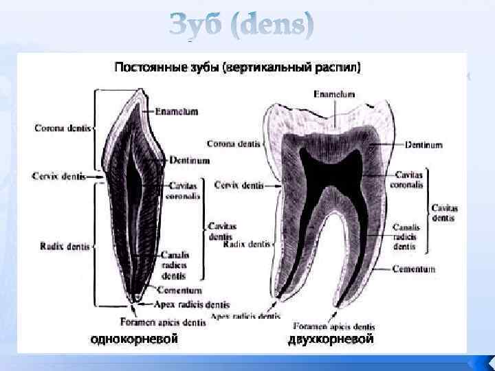 Зуб (dens) 