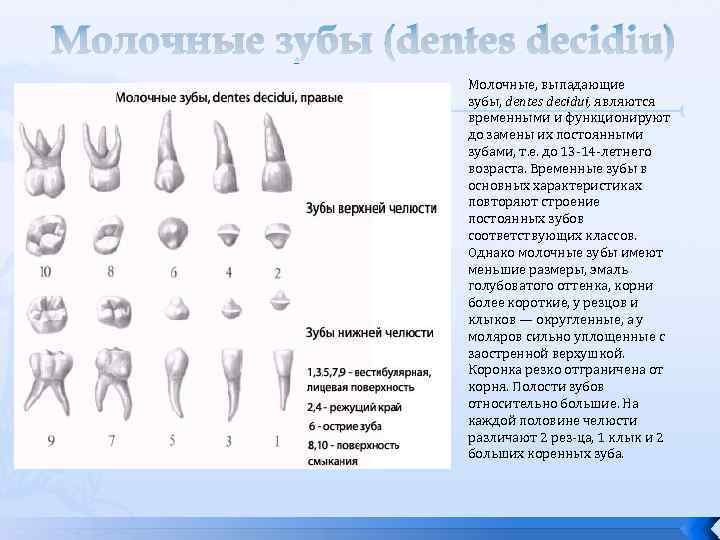 Молочные зубы (dentes decidiu) Молочные, выпадающие зубы, dentes decidui, являются временными и функционируют до