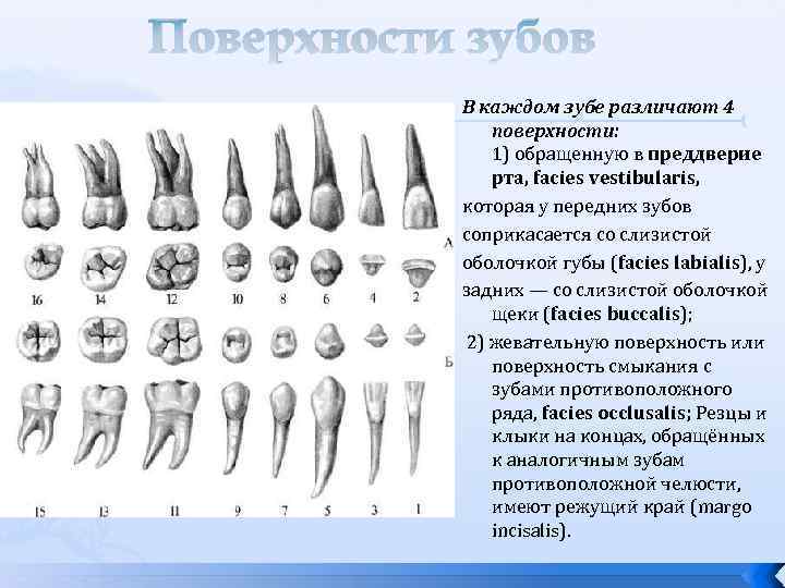 Поверхности зубов В каждом зубе различают 4 поверхности: 1) обращенную в преддверие рта, facies