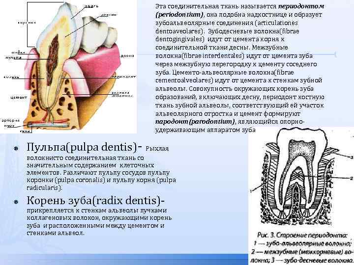 Эта соединительная ткань называется периодонтом (periodontium), она подобна надкостнице и образует зубоальвеолярные соединения (articulationes