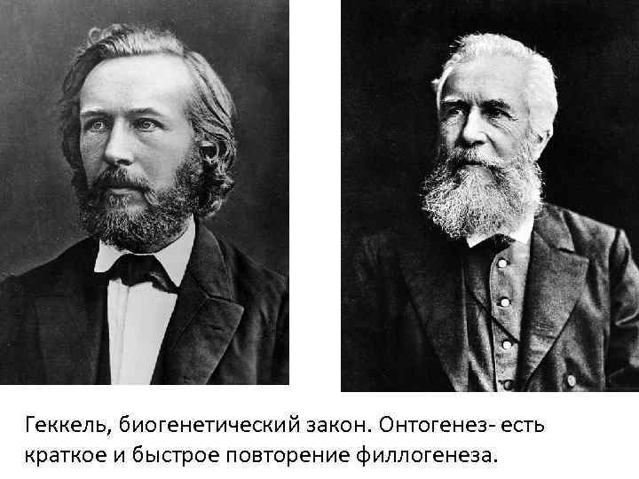 Геккель, биогенетический закон. Онтогенез- есть краткое и быстрое повторение филлогенеза. 