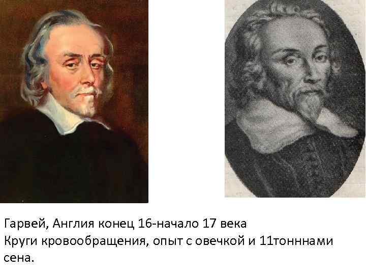 Гарвей, Англия конец 16 -начало 17 века Круги кровообращения, опыт с овечкой и 11