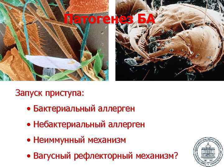 Патогенез БА Запуск приступа: • Бактериальный аллерген • Небактериальный аллерген • Неиммунный механизм •