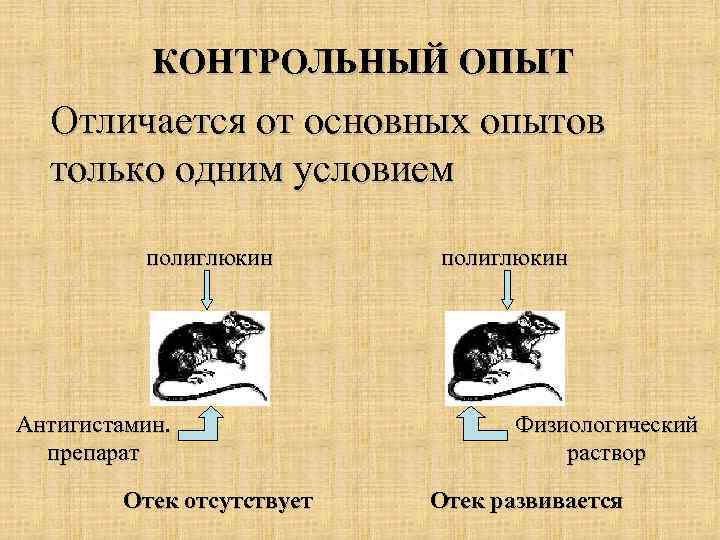 КОНТРОЛЬНЫЙ ОПЫТ Отличается от основных опытов только одним условием полиглюкин Антигистамин. препарат Отек отсутствует