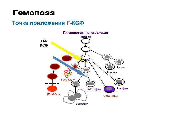 Гемопоэз Точка приложения Г-КСФ Плюрипотентная стволовая клетка ГМКСФ ГКСФ T клетка B клетка Тромбоцит