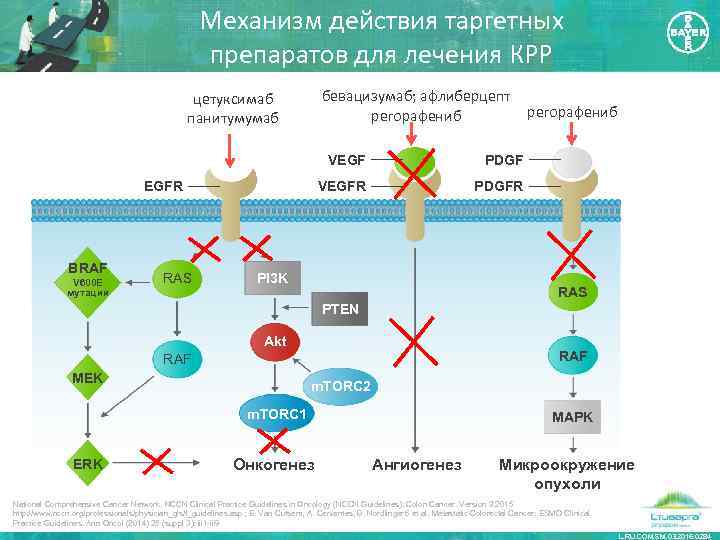 Механизм действия таргетных препаратов для лечения КРР бевацизумаб; афлиберцепт регорафениб цетуксимаб панитумумаб VEGF BRAF