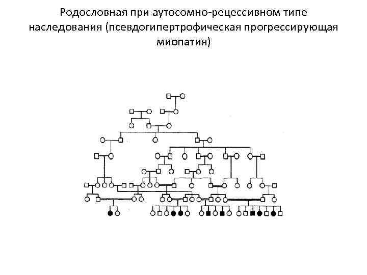 Родословная при аутосомно-рецессивном типе наследования (псевдогипертрофическая прогрессирующая миопатия) 