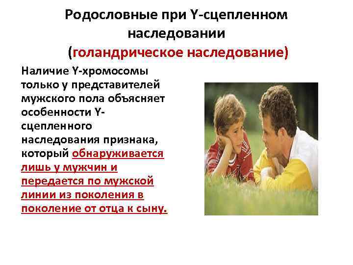 Родословные при Y сцепленном наследовании (голандрическое наследование) Наличие Y хромосомы только у представителей мужского