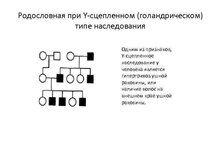 Родословная при Y-сцепленном (голандрическом) типе наследования Одним из признаков, Y-сцепленное наследование у человека является