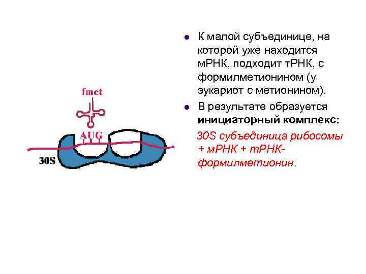 l l К малой субъединице, на которой уже находится м. РНК, подходит т. РНК,