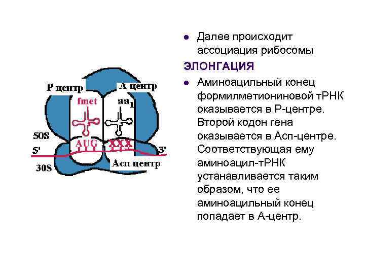 Далее происходит ассоциация рибосомы ЭЛОНГАЦИЯ l Аминоацильный конец формилметиониновой т. РНК оказывается в Р-центре.