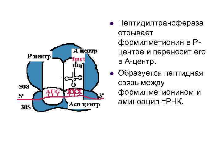 l l Пептидилтрансфераза отрывает формилметионин в Рцентре и переносит его в А-центр. Образуется пептидная