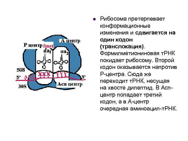 Взаимосвязь ядра и рибосом. Функционально активные центры рибосом. Рибосомы центр строение и функции. Аминоацильный и пептидильный центры рибосомы. Структура рибосомы.
