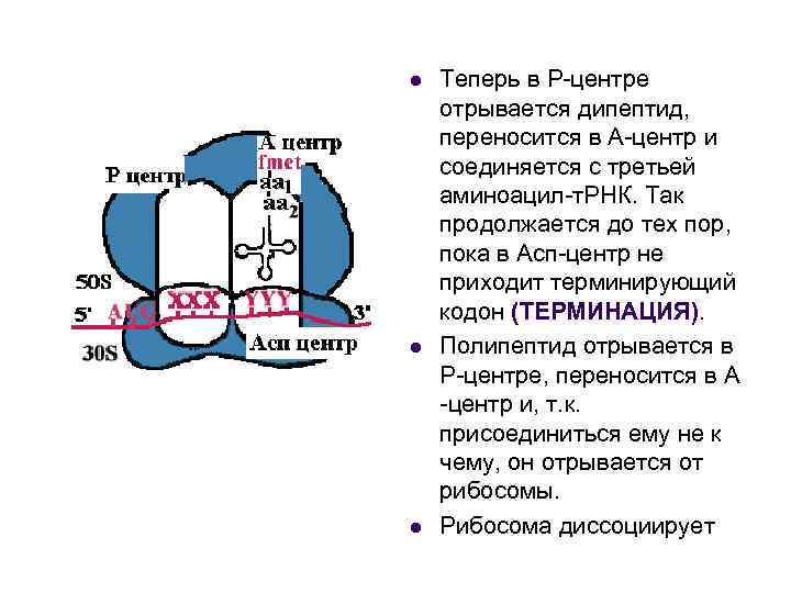 l l l Теперь в Р-центре отрывается дипептид, переносится в А-центр и соединяется с