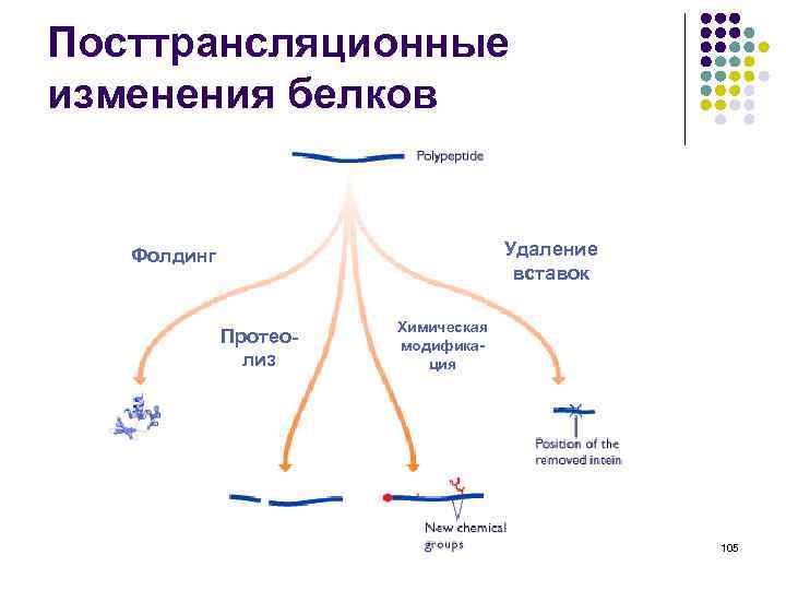 Посттрансляционные изменения белков Удаление вставок Фолдинг Протеолиз Химическая модификация 105 