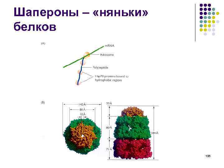 Шапероны – «няньки» белков 106 