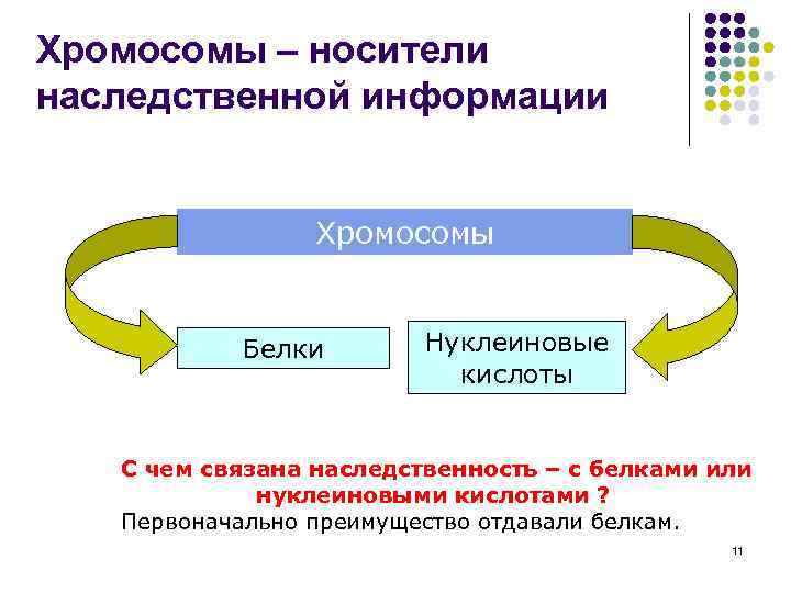 Хромосомы – носители наследственной информации Хромосомы Белки Нуклеиновые кислоты С чем связана наследственность –