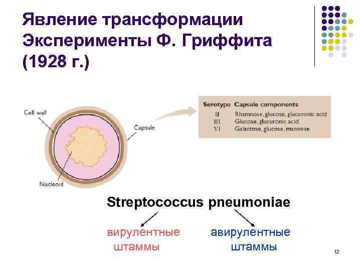 Явление трансформации Эксперименты Ф. Гриффита (1928 г. ) Streptococcus pneumoniae вирулентные штаммы авирулентные штаммы