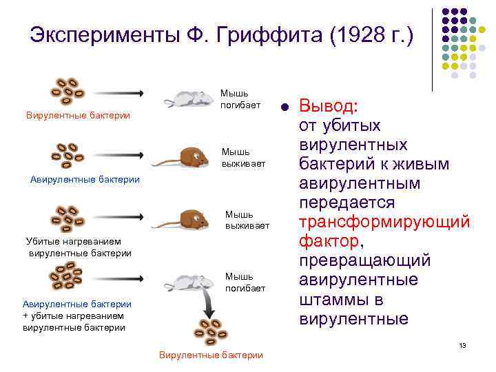 Эксперименты Ф. Гриффита (1928 г. ) Вирулентные бактерии Мышь погибает Мышь выживает Авирулентные бактерии