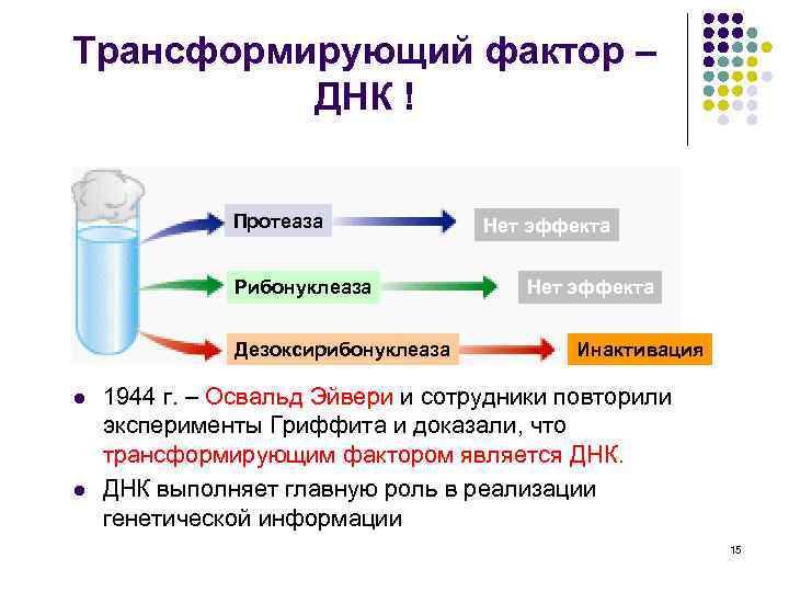 Трансформирующий фактор – ДНК ! Протеаза Рибонуклеаза Дезоксирибонуклеаза l l Нет эффекта Инактивация 1944