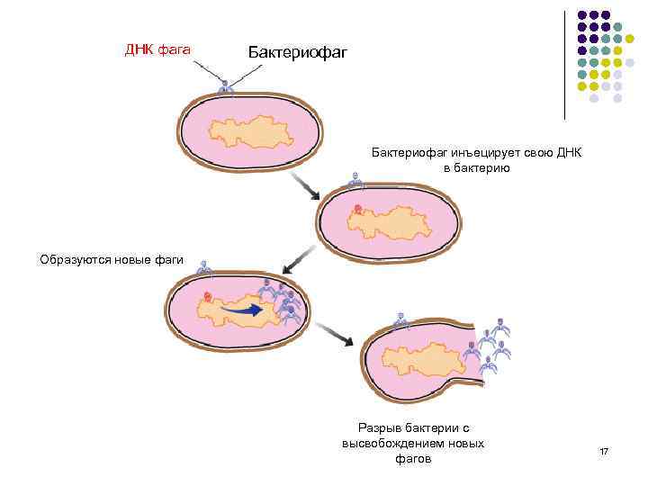 ДНК фага Бактериофаг инъецирует свою ДНК в бактерию Образуются новые фаги Разрыв бактерии с