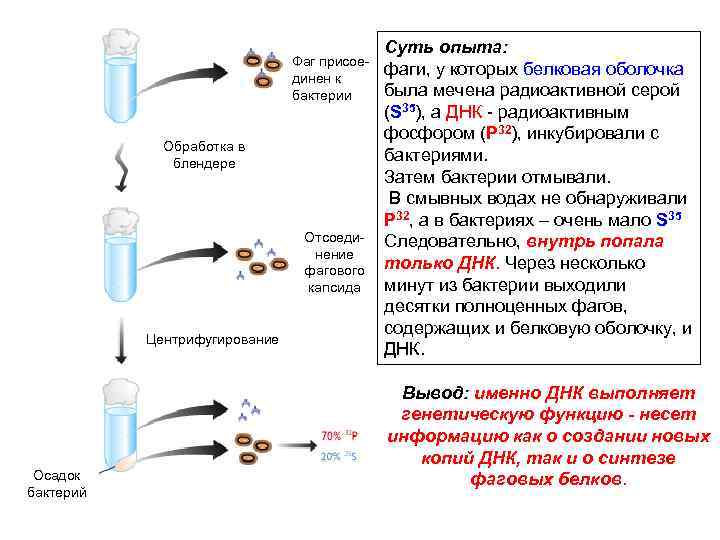 Фаг присоединен к бактерии Обработка в блендере Отсоединение фагового капсида Центрифугирование Осадок бактерий Суть