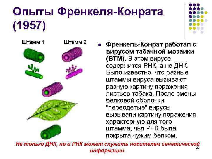 Опыты Френкеля-Конрата (1957) Штамм 1 Штамм 2 l Френкель-Конрат работал с вирусом табачной мозаики