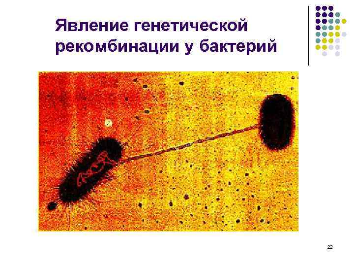 Явление генетической рекомбинации у бактерий 22 