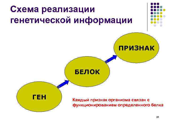 Схема реализации генетической информации ПРИЗНАК БЕЛОК ГЕН Каждый признак организма связан с функционированием определенного