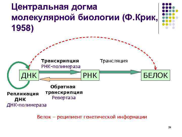 Центральная догма молекулярной биологии (Ф. Крик, 1958) Транскрипция РНК-полимераза ДНК Трансляция РНК БЕЛОК Обратная