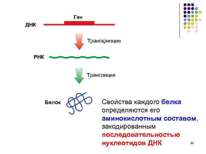 Ген ДНК Транскрипция РНК Трансляция Белок Свойства каждого белка определяются его аминокислотным составом, закодированным