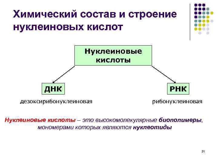 Химический состав и строение нуклеиновых кислот Нуклеиновые кислоты ДНК дезоксирибонуклеиновая РНК рибонуклеиновая Нуклеиновые кислоты