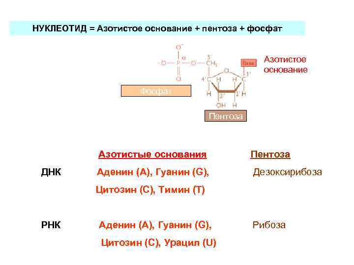 НУКЛЕОТИД = Азотистое основание + пентоза + фосфат Азотистое основание Фосфат Пентоза Азотистые основания