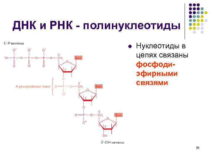 Схема соединения нескольких нуклеотидов в цепь первичная структура