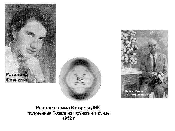 Рентгенограмма В-формы ДНК, полученная Розалинд Фрэнклин в конце 1952 г 