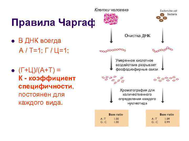 Клетки человека Правила Чаргаффа l l В ДНК всегда А / Т=1; Г /