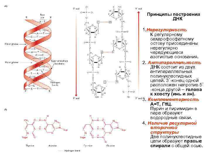 Принципы построения ДНК Двойная спираль ДНК 1. Нерегулярность К регулярному сахарофосфатному остову присоединены нерегулярно